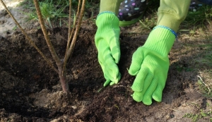 Sadzenie drzew i krzew&oacute;w owocowych