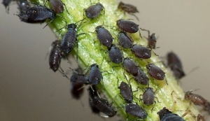 Spos&oacute;b na mszyce