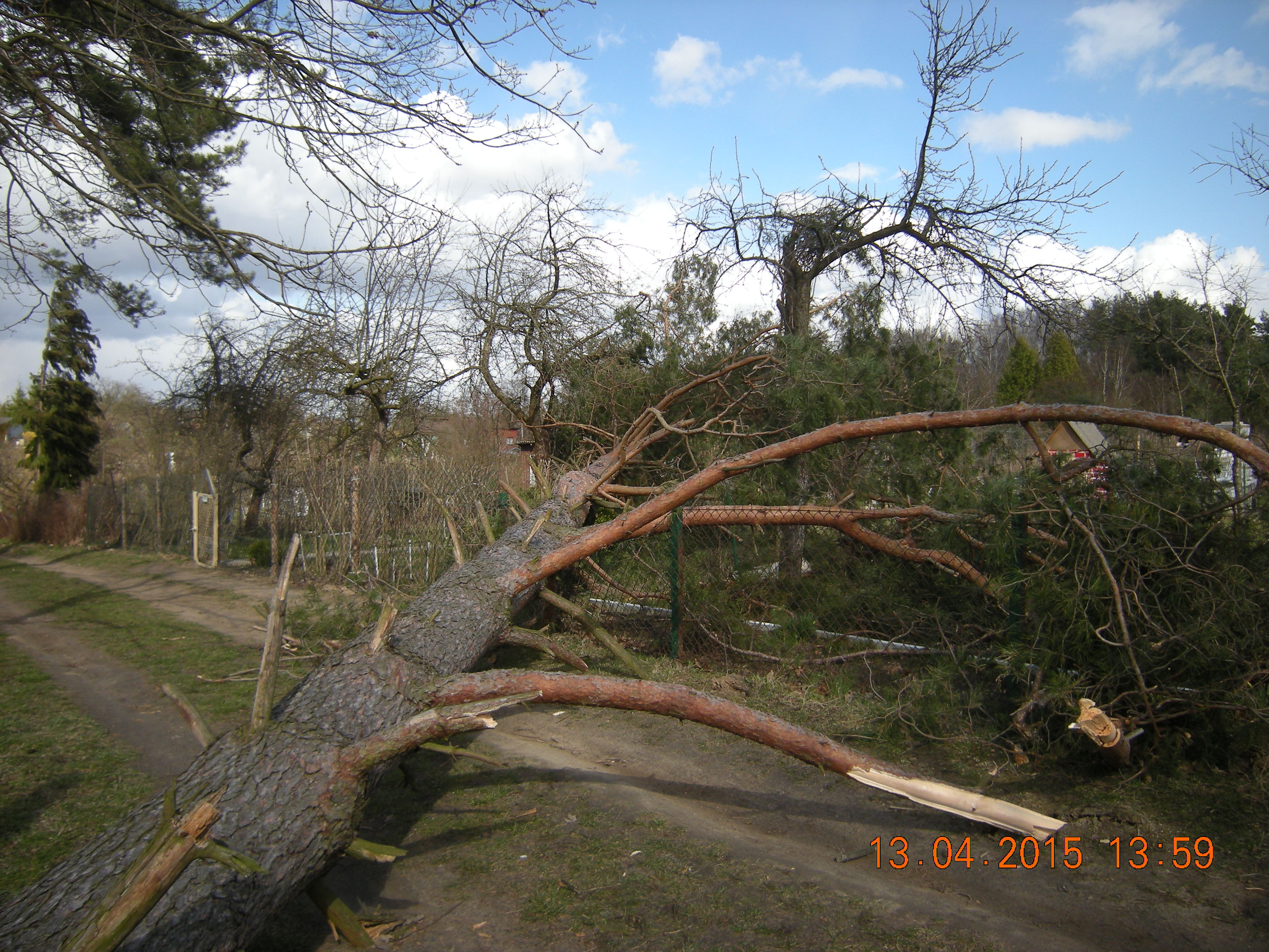 Ach te niesforne drzewa
