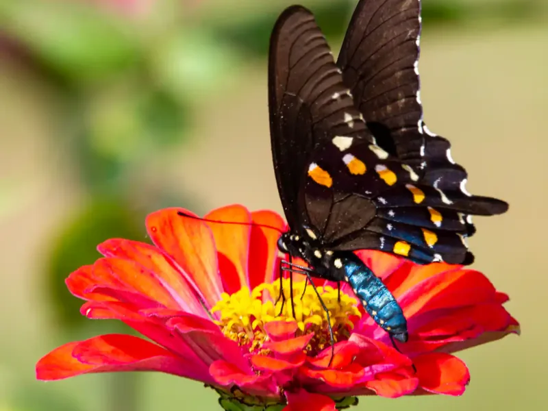 motyl
